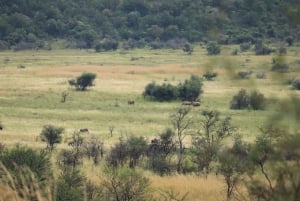 4-dagers Pilanesberg Tlou Tented Safari