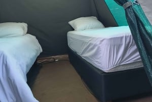 4-dagers Pilanesberg Tlou Tented Safari