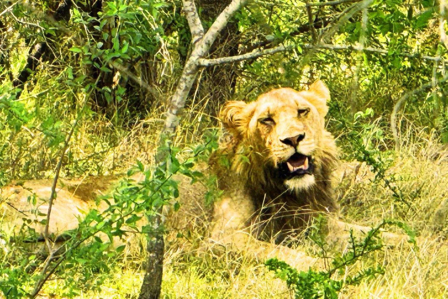 4 Días - Lo Mejor de Johannesburgo con Safari de 2 Días a Kruger