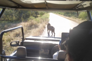Safari por el Kruger de 5 días con todo incluido y Excursión Panorámica desde JHB