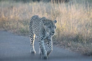 5 dagars all inclusive Kruger Safari & Panorama Tour från JHB