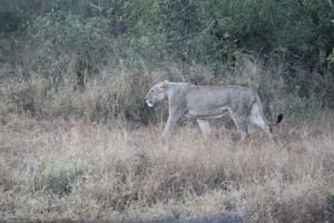 5 dagars all inclusive Kruger Safari & Panorama Tour från JHB