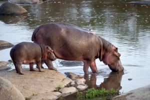 Safari de 5 días a los 5 Grandes del Kruger en avión desde Johannesburgo