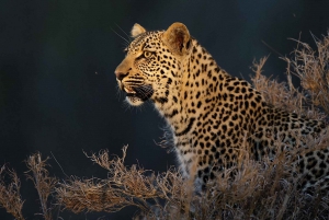 Safari de 5 días a los 5 Grandes del Kruger en avión desde Johannesburgo