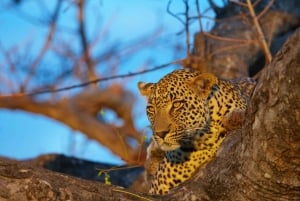 Safari de 5 días a los 5 Grandes del Kruger en avión desde Johannesburgo