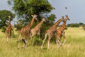 Safari de 5 días a los 5 Grandes del Kruger en avión desde Johannesburgo