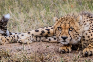 Safari de 5 días a los 5 Grandes del Kruger en avión desde Johannesburgo