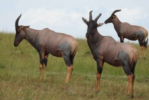 5-dagers Simbavati George Camp, (Greater Kruger) All-inclusive