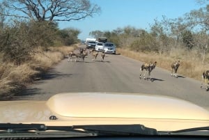 5 dias 4 noites de tour noturno de safari em Madikwe e Pilanersbeg