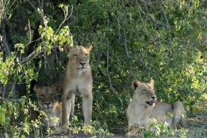 5 dias 4 noites de tour noturno de safari em Madikwe e Pilanersbeg