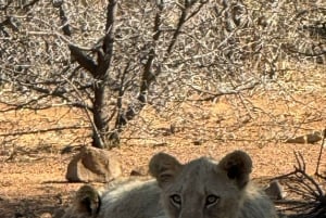 5 dias 4 noites de tour noturno de safari em Madikwe e Pilanersbeg