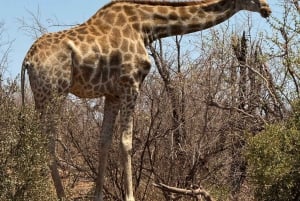 5 dias 4 noites de tour noturno de safari em Madikwe e Pilanersbeg