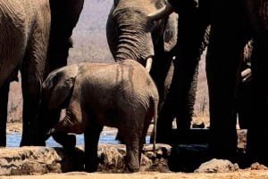 5 dias 4 noites de tour noturno de safari em Madikwe e Pilanersbeg