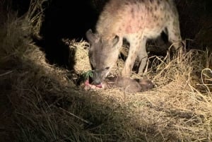 5 dias 4 noites de tour noturno de safari em Madikwe e Pilanersbeg