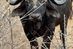 5 dias 4 noites de tour noturno de safari em Madikwe e Pilanersbeg