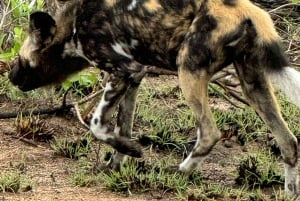 5 dias 4 noites de tour noturno de safari em Madikwe e Pilanersbeg