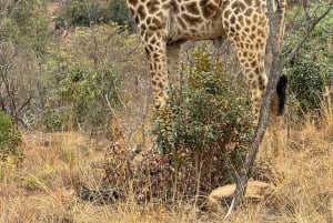 5 dias 4 noites de tour noturno de safari em Madikwe e Pilanersbeg