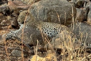 5 dias 4 noites de tour noturno de safari em Madikwe e Pilanersbeg