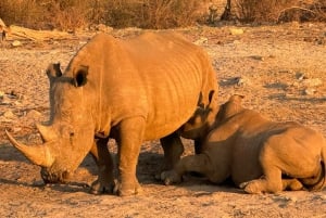 5 dias 4 noites de tour noturno de safari em Madikwe e Pilanersbeg