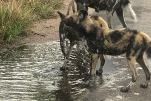 Сафари-тур на 5 дней 4 ночи в Мадикве и Пиланерсбеге