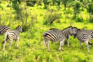 Vanuit Johannesburg: 5 Dagen-Joburg met Kruger 3 Daagse Safari
