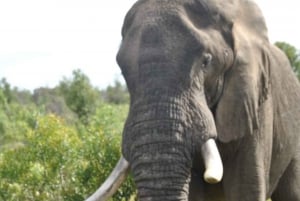 5 dias - Excursão ao Parque Kruger e à Rota Panorama saindo de Joanesburgo