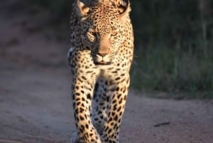 Recorrido de 5 días por el Parque Kruger y la Ruta Panorámica desde Johannesburgo