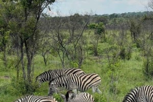 5 jours - Circuit du parc Kruger et de la route panoramique depuis Johannesburg