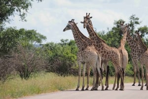 6 Days Johannesburg and Kruger National Park Tour