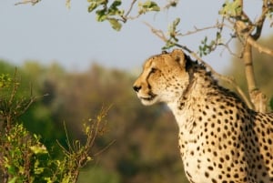 9 päivän Kruger Park Safari & Kapkaupunki luksusbussi matka