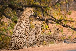 9 dagars Kruger Park Safari & Kapstaden Lyxig bussresa