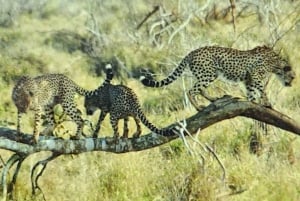 9 dages safari i Krugerparken og luksusbusrejse til Cape Town