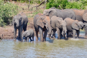 Alles incl. 4 Daagse Kruger Zuid naar Centraal vanuit Johannesburg