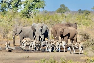 All inclusive 2 päivän Kruger-safari Johannesburgista käsin