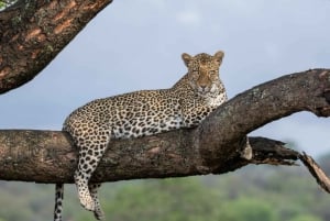 All Inclusive 3 Day Kruger Safari from Johannesburg