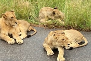 All Inclusive 3 Day Kruger Safari from Johannesburg