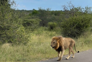 All Inclusive Kruger 2 Days Safari from Johannesburg