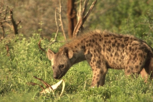 All-Inclusive multi-day mid-range Kruger Safari from Joburg