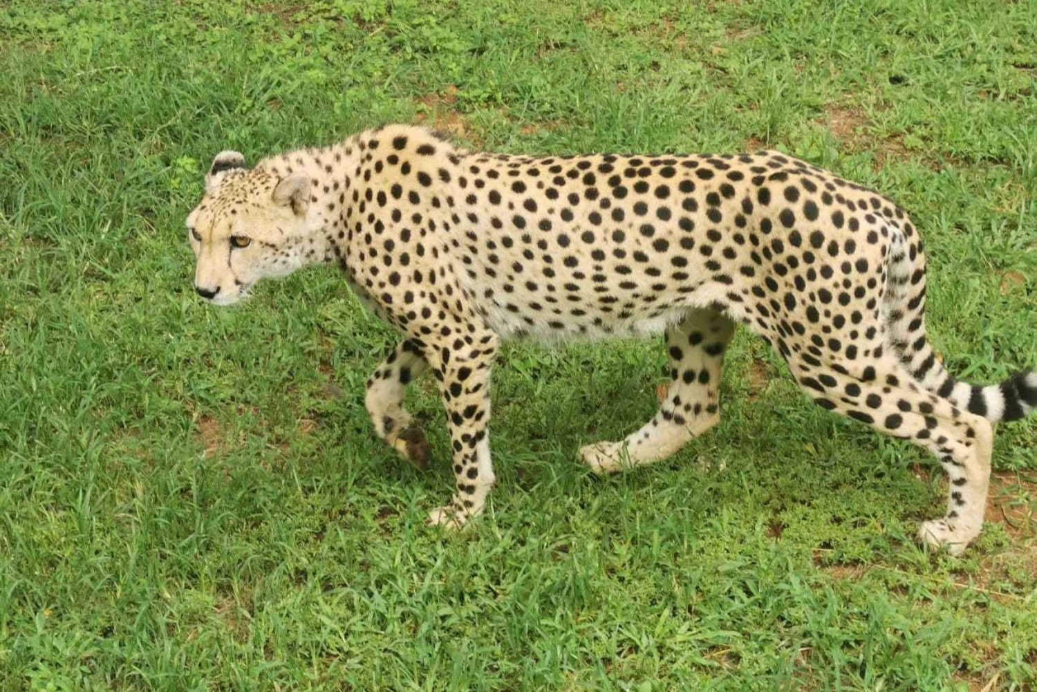 Ann van Dyk Cheetah Center & Lion Safari Park Day Tour