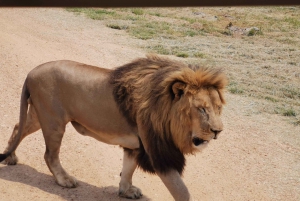 Ann van Dyk Cheetah Center & Lion Safari Park Day Tour