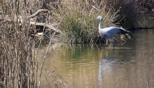 Austin Roberts Bird Sanctuary