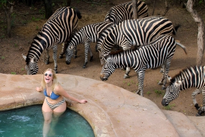 Бюджетная экскурсия на несколько дней по Панораме и парку Крюгера из Йоханнесбурга