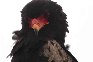 Бюджетная экскурсия на несколько дней по Панораме и парку Крюгера из Йоханнесбурга