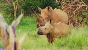 Buffalo Thorn Lodge