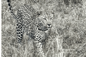 Sandton: Guidad tur på Cheetah Conservation Sanctuary