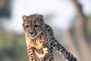 Sandton: Guidad tur på Cheetah Conservation Sanctuary