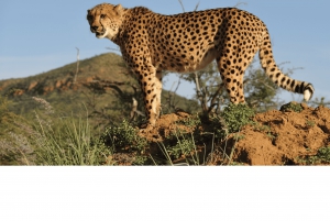 Sandton: Guidad tur på Cheetah Conservation Sanctuary