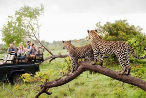 Johannesburg: Menneskehedens vugge, Lesedi & Lion Park Tour