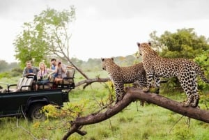Berço da Humanidade, Aldeia Cultural Lesedi e Lion's Park