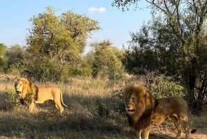 Berço da Humanidade, Aldeia Cultural Lesedi e Lion's Park